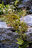 Monte Baldo (Trentino) - Sassifraga paniculata (Saxifraga paniculata) 
